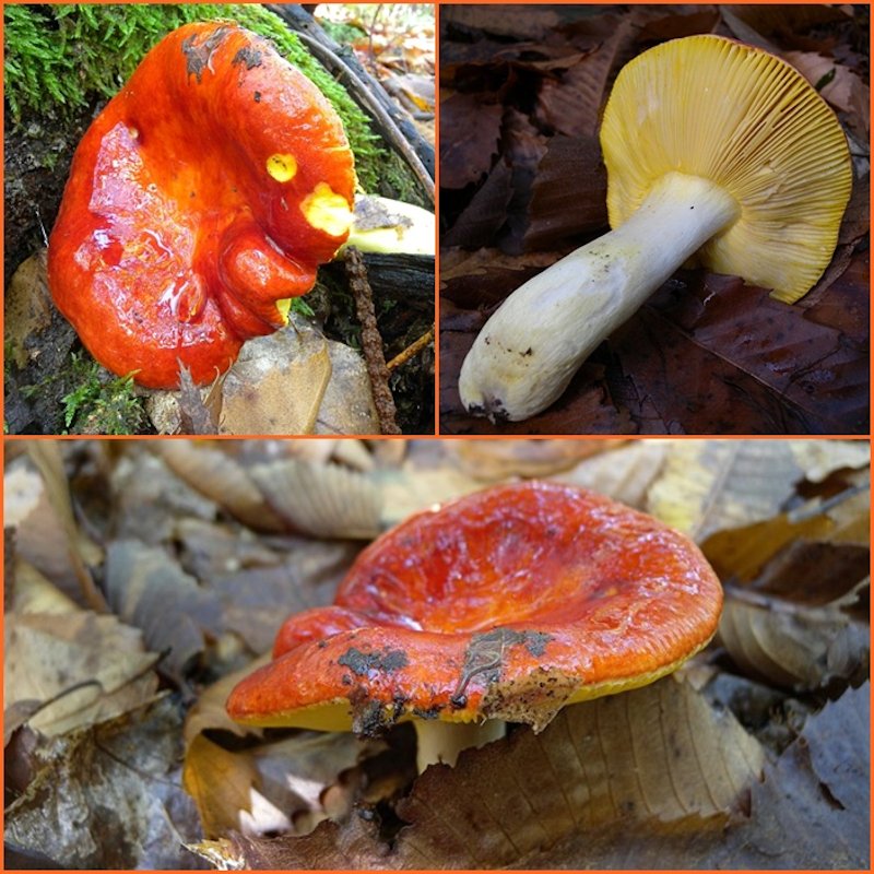 colori e sapori del bosco!!!